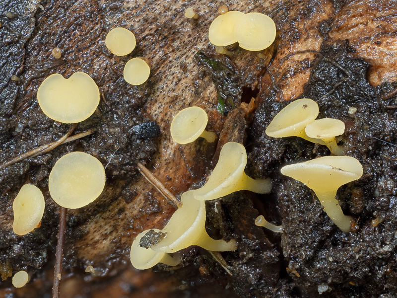 Hymenoscyphus peruni